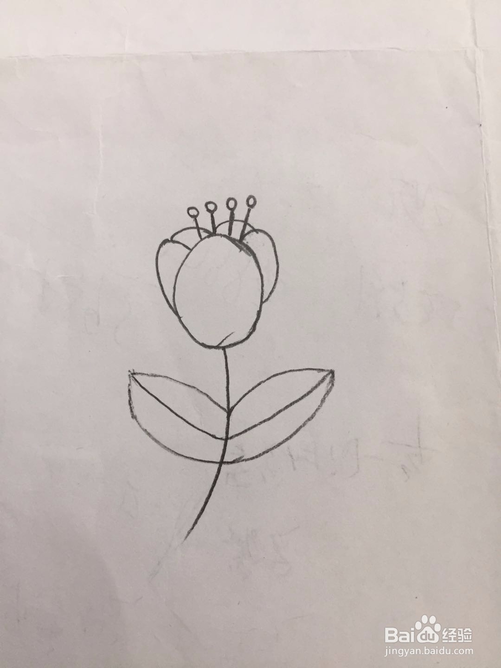 简笔画郁金香的画法