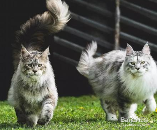 训练缅因猫拉屎 教它自己上厕所
