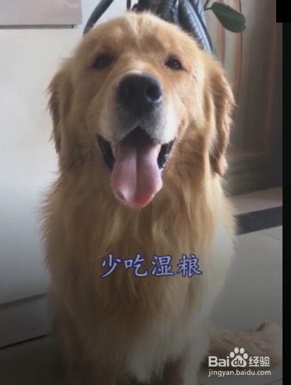 狗狗口臭了，应该怎么办