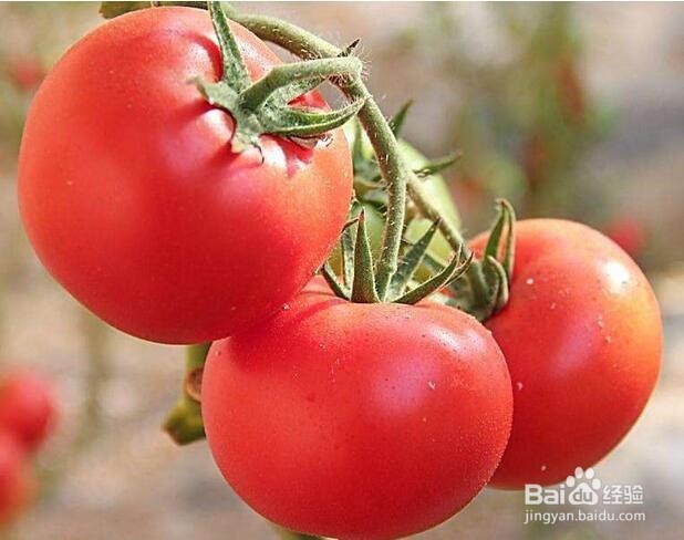 <b>怎样识别催熟的西红柿</b>