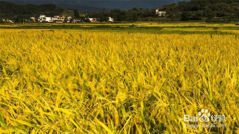 国庆过后，到长沙乡村怎样找农村人的乐子！！！