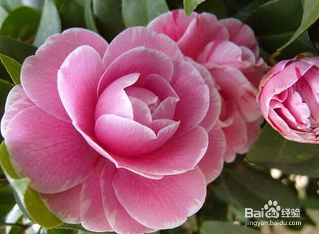 怎样养殖山茶花