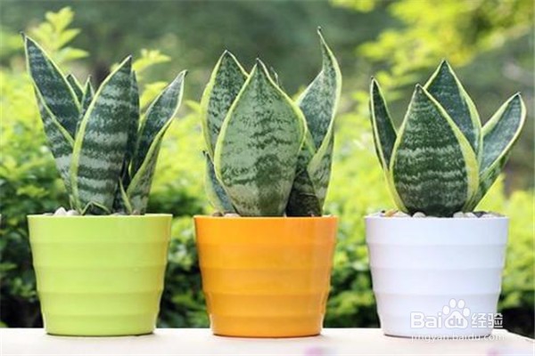 虎皮兰应该怎么养？