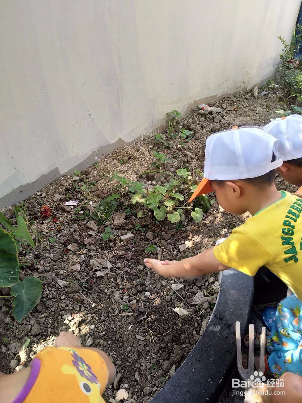 吴军民:教你种菜