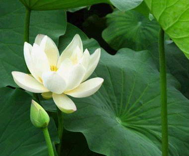 各种花茶及功效大全