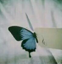 怎样洗掉棉质衣服上的霉点