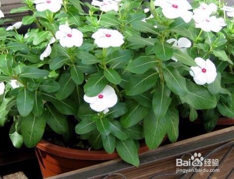 盆栽植物怎么养?