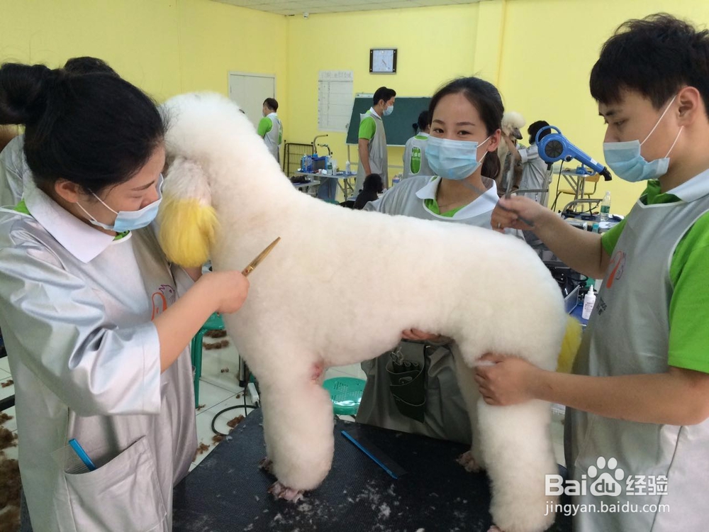 学宠物美容要准备什么吗