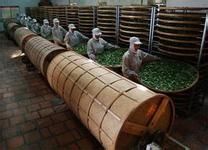 乌龙茶的制作工艺技术