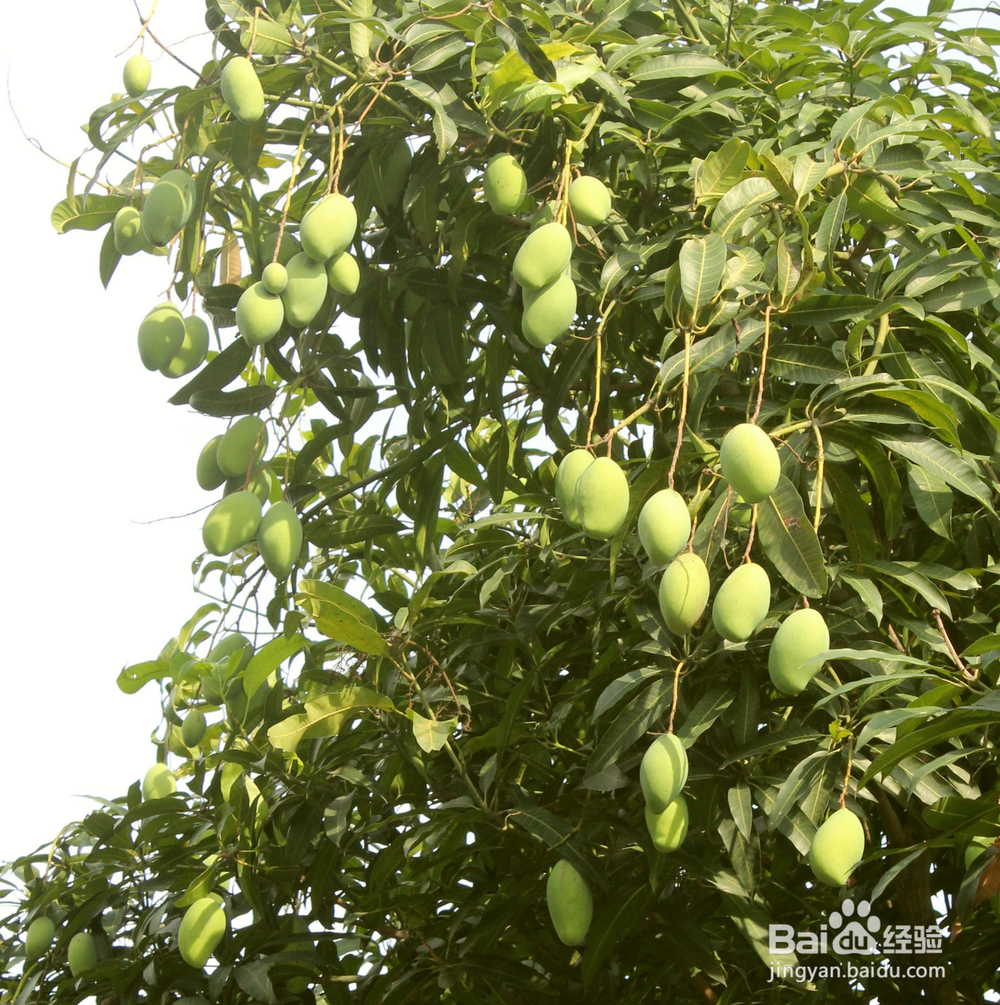 吃芒果会胖吗 芒果究竟是增肥还是减肥
