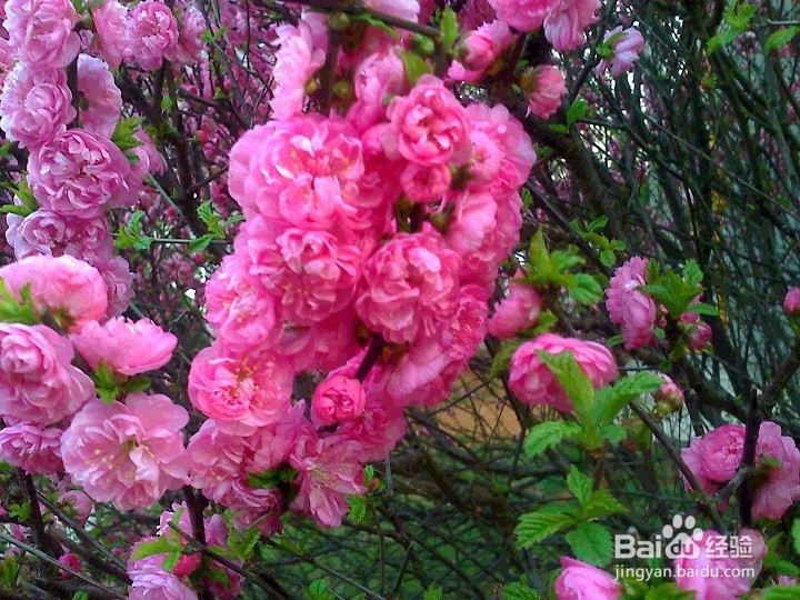 #神器#怎样把盛开的鲜花拍的更美