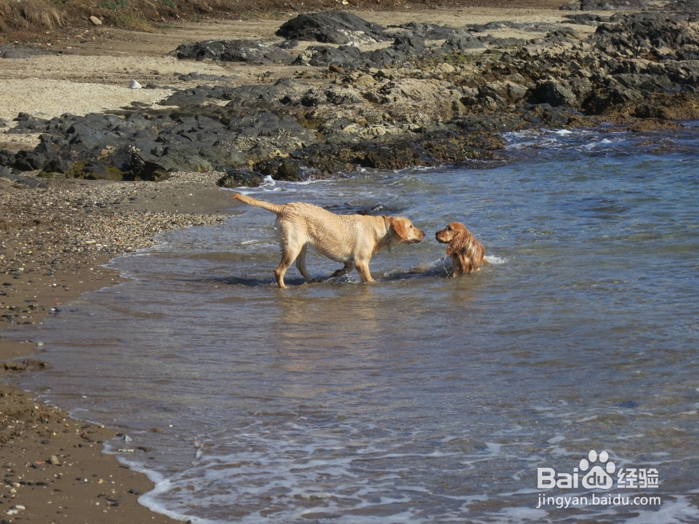 幼犬刚领回家要注意几点