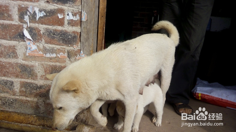 30分钟获取陌生狗狗的礼貌和信任