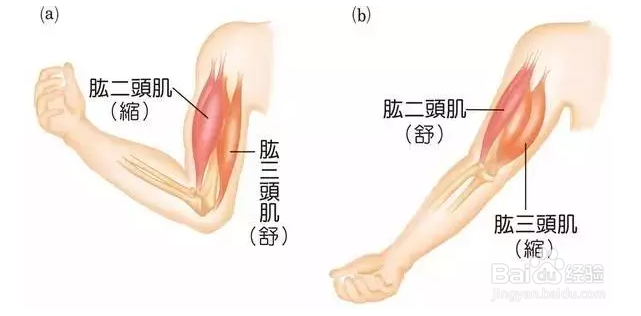 怎么练好二头肌？