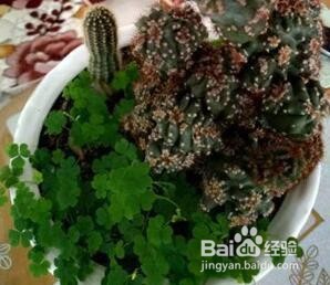 山影拳的养殖方法和注意事项