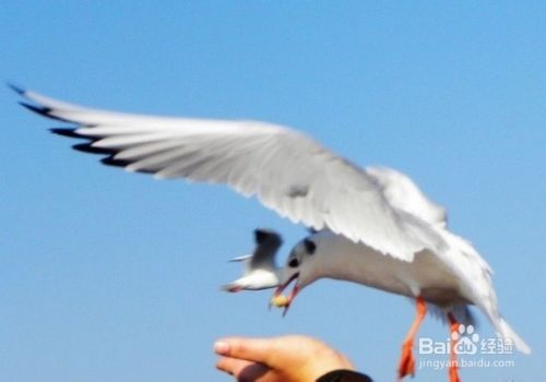 怎样跟野生鸟类建立感情 百度经验