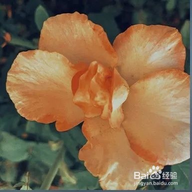 如何用PS调出油画的静物效果