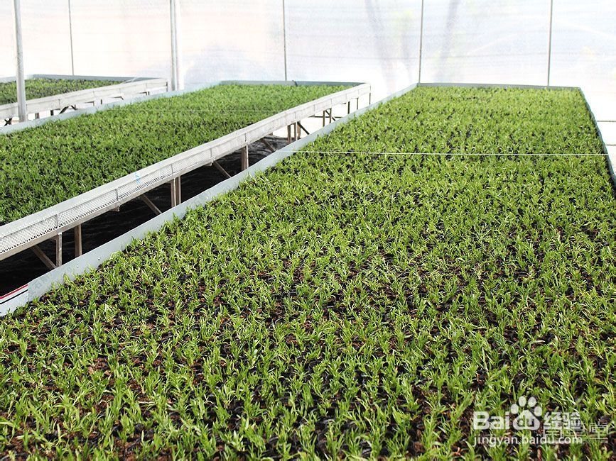 铁皮石斛定植过程当中要注意的几个问题