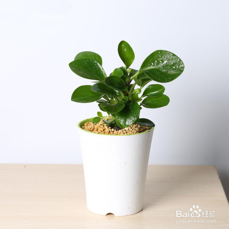 防辐射植物室内