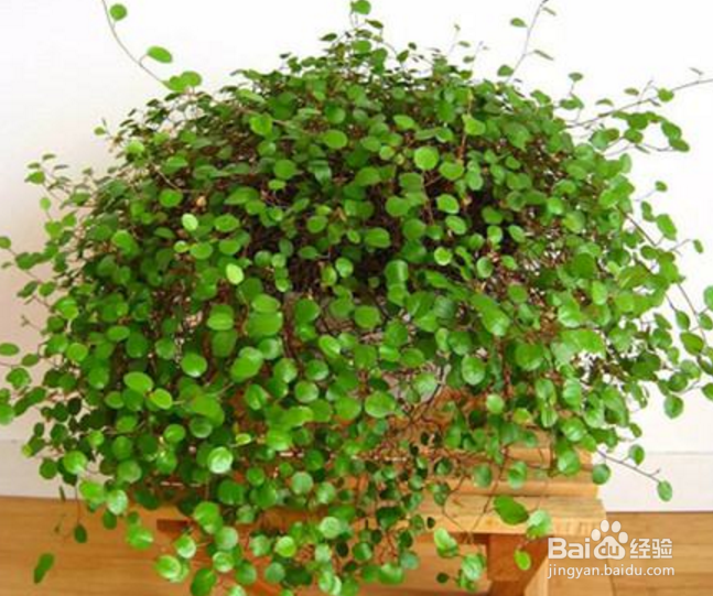 千叶吊兰怎么养