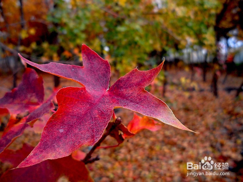 如何拍摄好风景