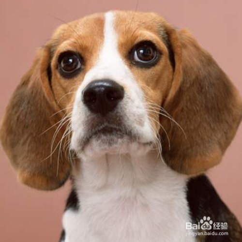 怎么训练狗狗在一个地方上厕所