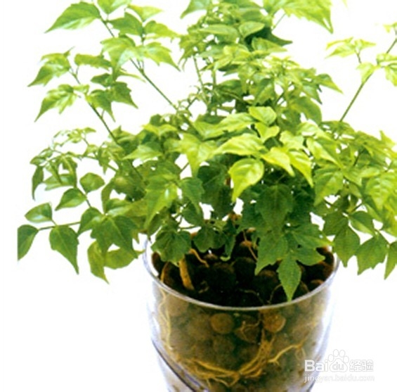 水培花如何增氧?
