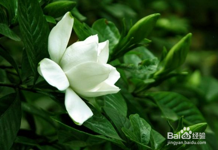 栀子花养殖方法和注意事项