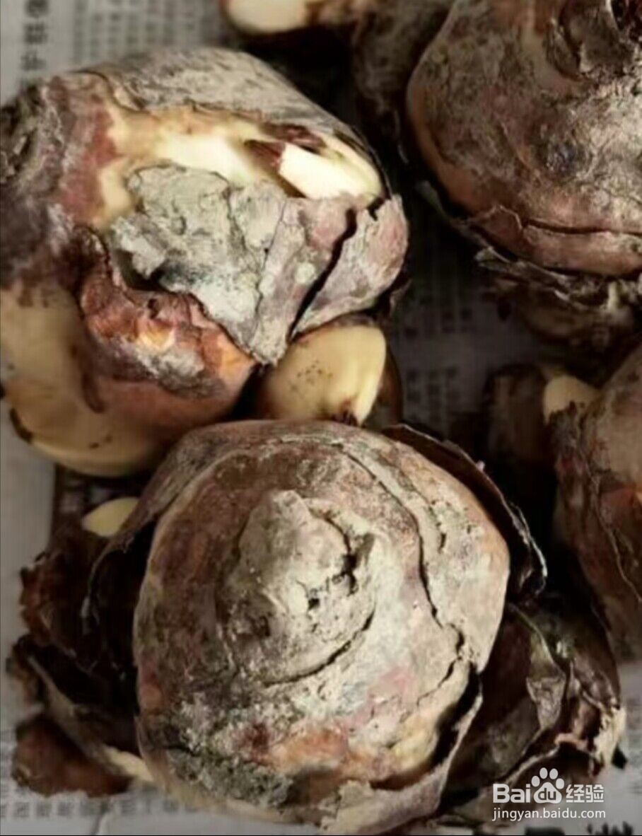 冬天土培水仙花正确养法