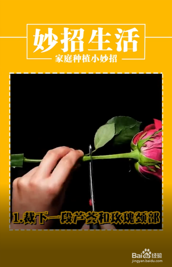 家庭种植小妙招