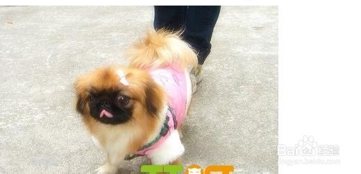 怎么教会京巴过来和随行?