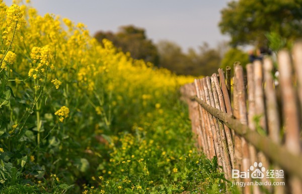 十里菜花十里桃花 莲花岛的春天美如仙境