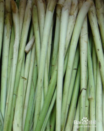 草本植物香茅如何养殖？