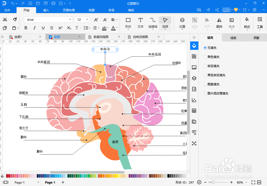 脑部结构图怎么画？