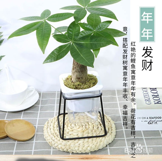 发财树繁殖方法