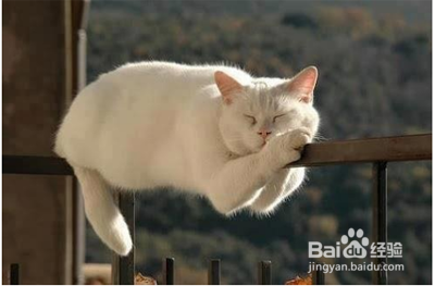 猫咪精神不好食欲不振怎么办