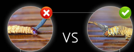 吃冬虫夏草有什么好处