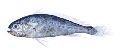 鉴别日本白姑鱼的具体方法