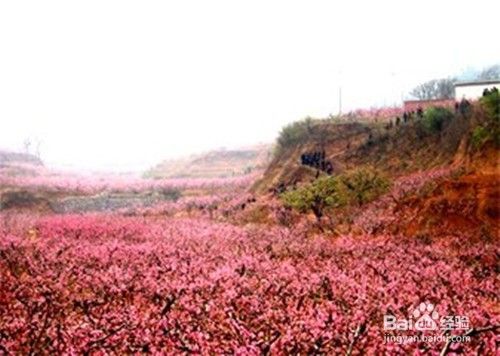 中国肥城桃花节有哪些旅游景点？（2021年肥城桃花节地点和时间）