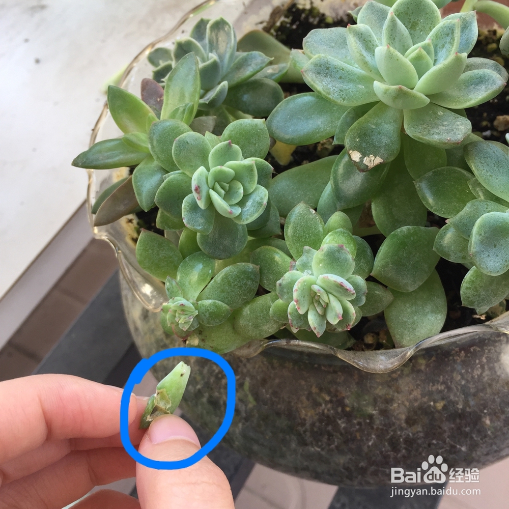 多肉被鸟啄了之后怎么处理