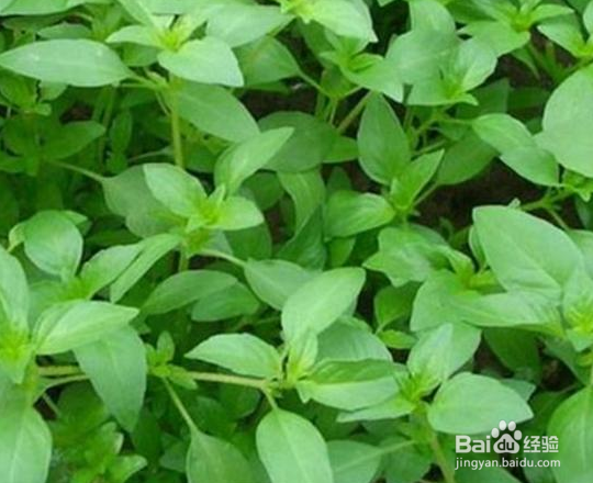 常见能吃的野菜有哪些