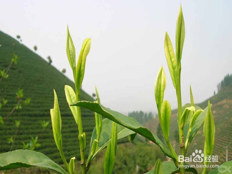 苹果手机如何删除通讯录?【详细】