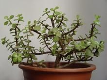 如何对金枝玉叶进行造型修剪？