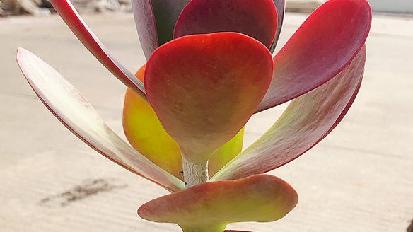 唐印白霜怎么去掉