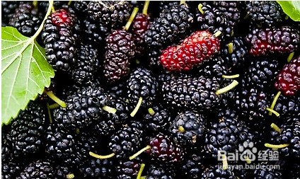 刚摘的桑葚怎么保存