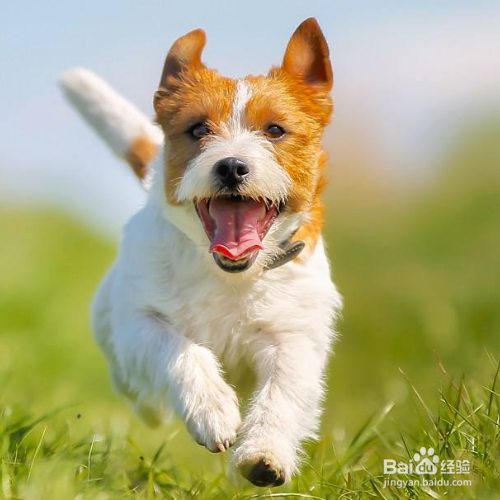 训练狗狗的小技巧有哪些？