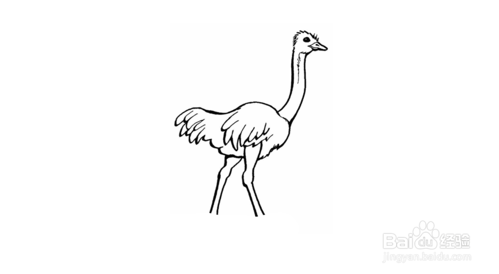 鸵鸟简笔画如何画