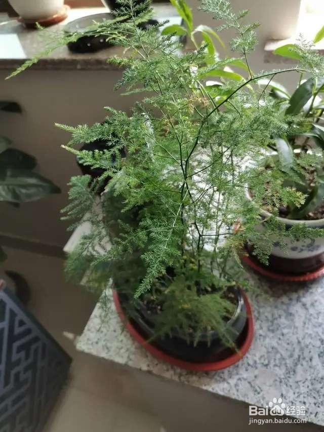 文竹黄叶干枯，一把剪秃了，很快变得绿油油