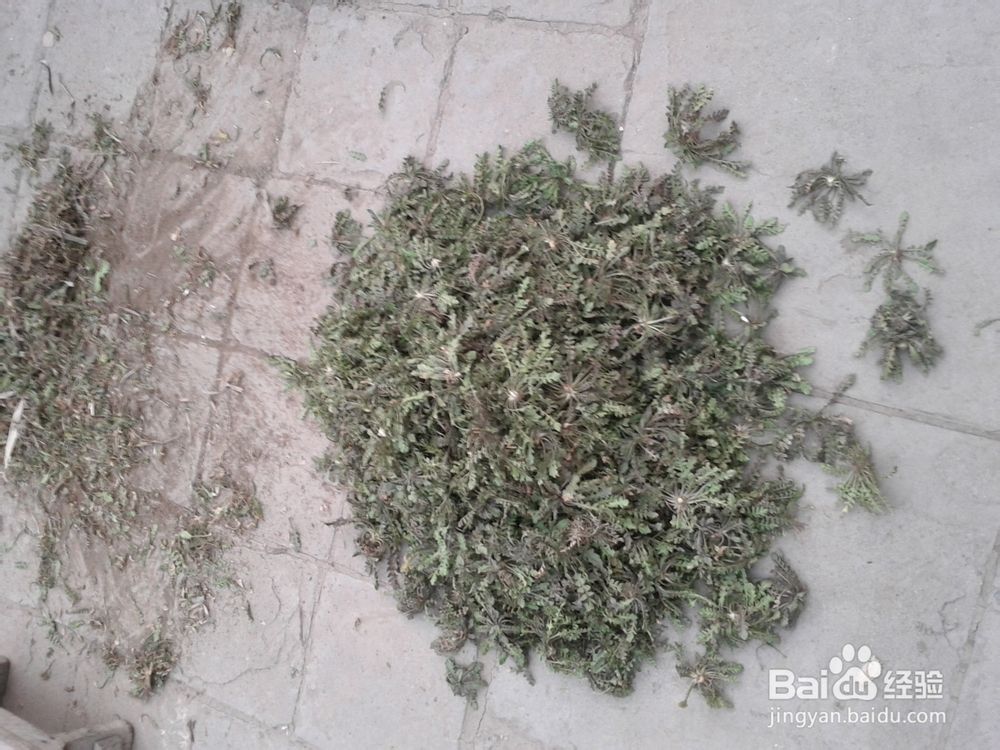 美食天下之野菜馅饺子