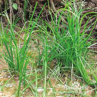 水韭有什么作用